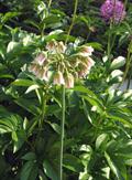 Nectaroscordum tripedale